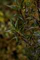 Ilex aquifolium Angustifolia IMG_3761 Ostrokrzew kolczasty